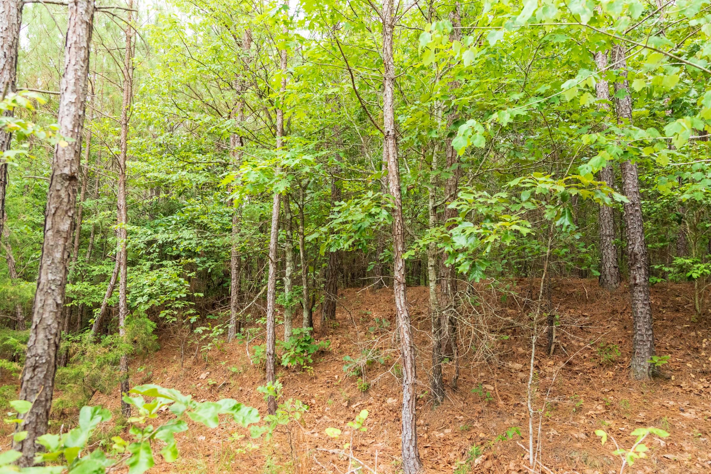Whiskey Ridge Tract 44 photo 7