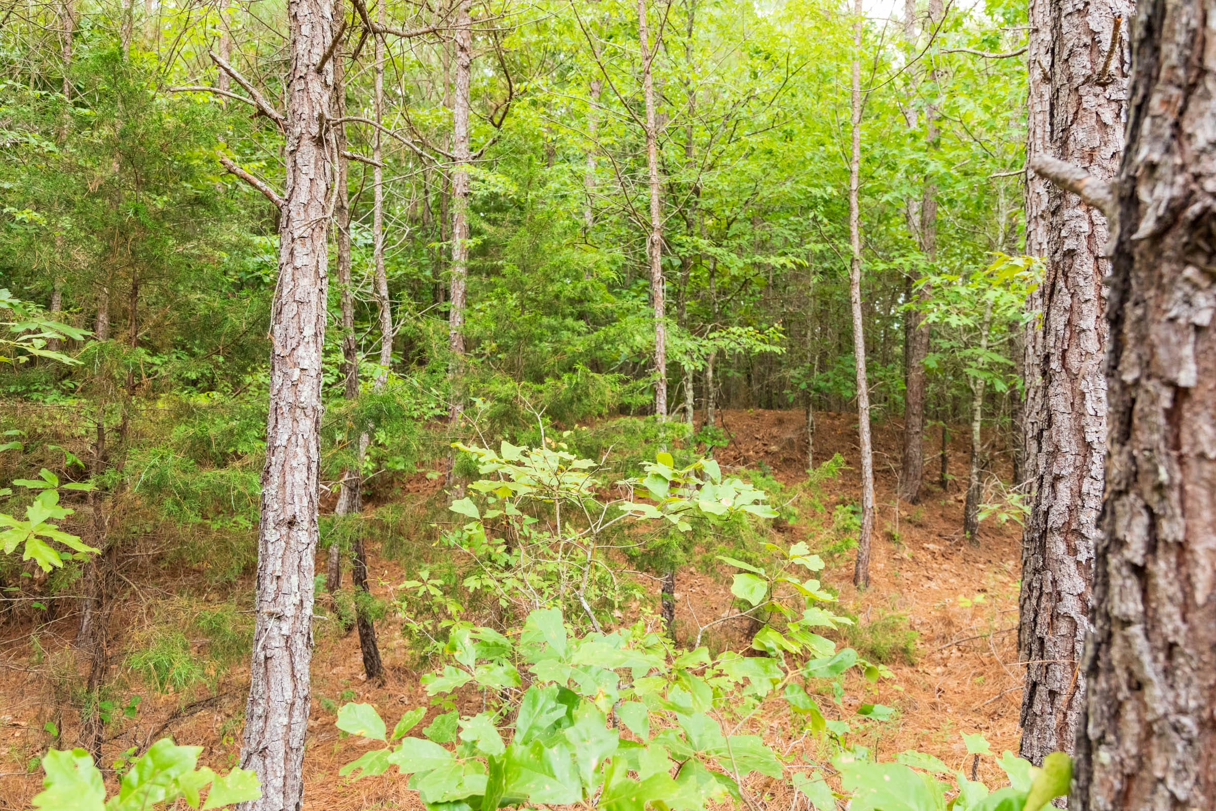 Whiskey Ridge Tract 44 photo 8