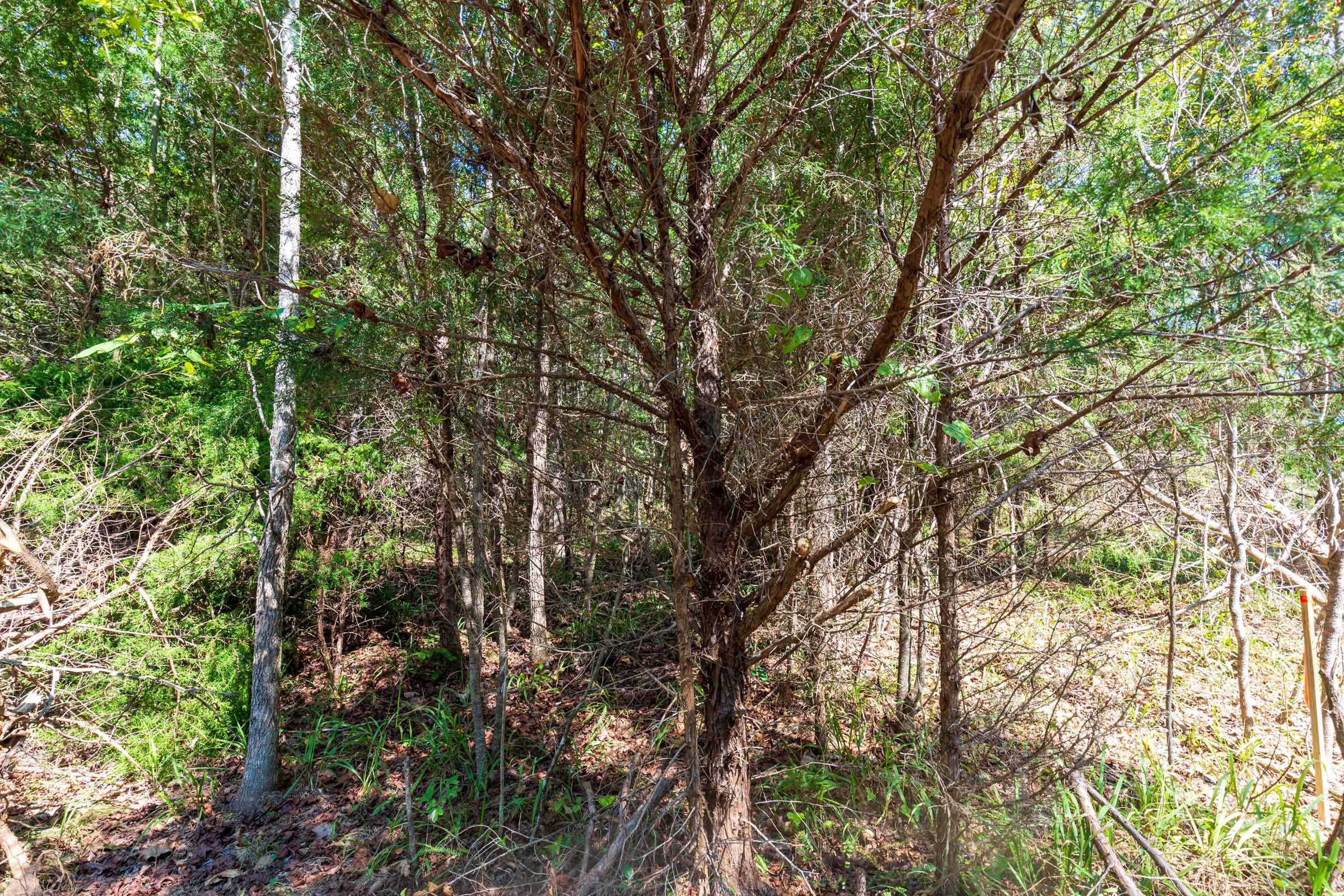 Redemption Ridge Tract 19 photo 2