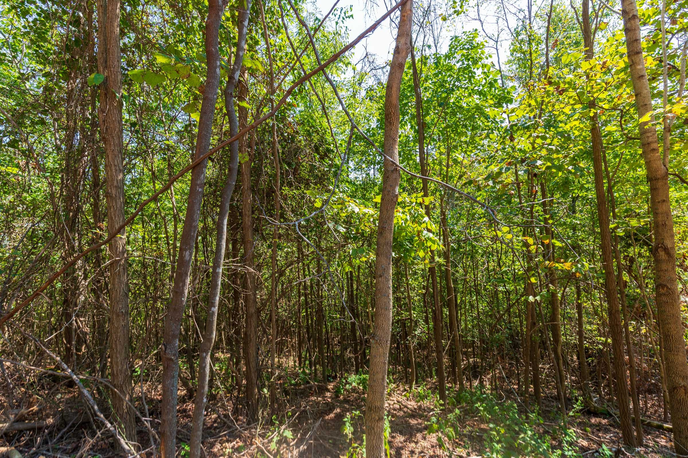 Redemption Ridge Tract 19 photo 5