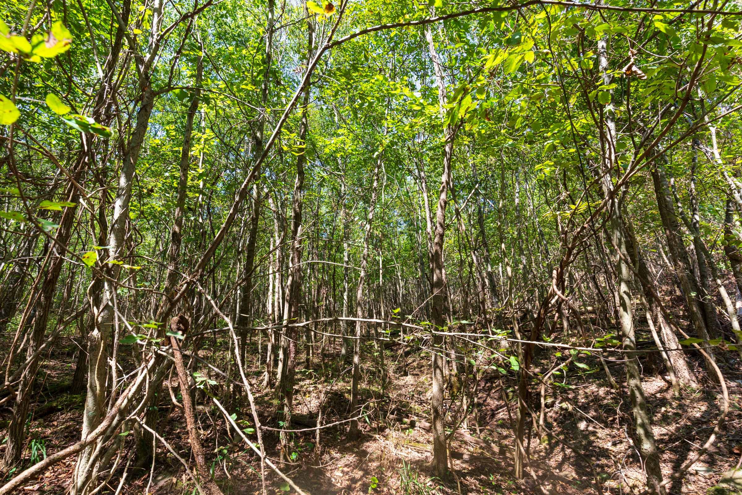 Redemption Ridge Tract 19 photo 10