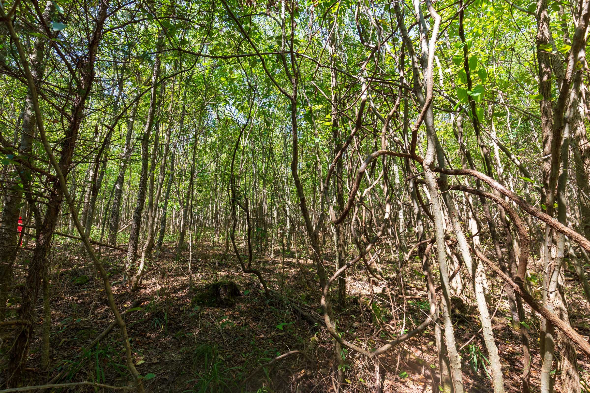 Redemption Ridge Tract 19 photo 8