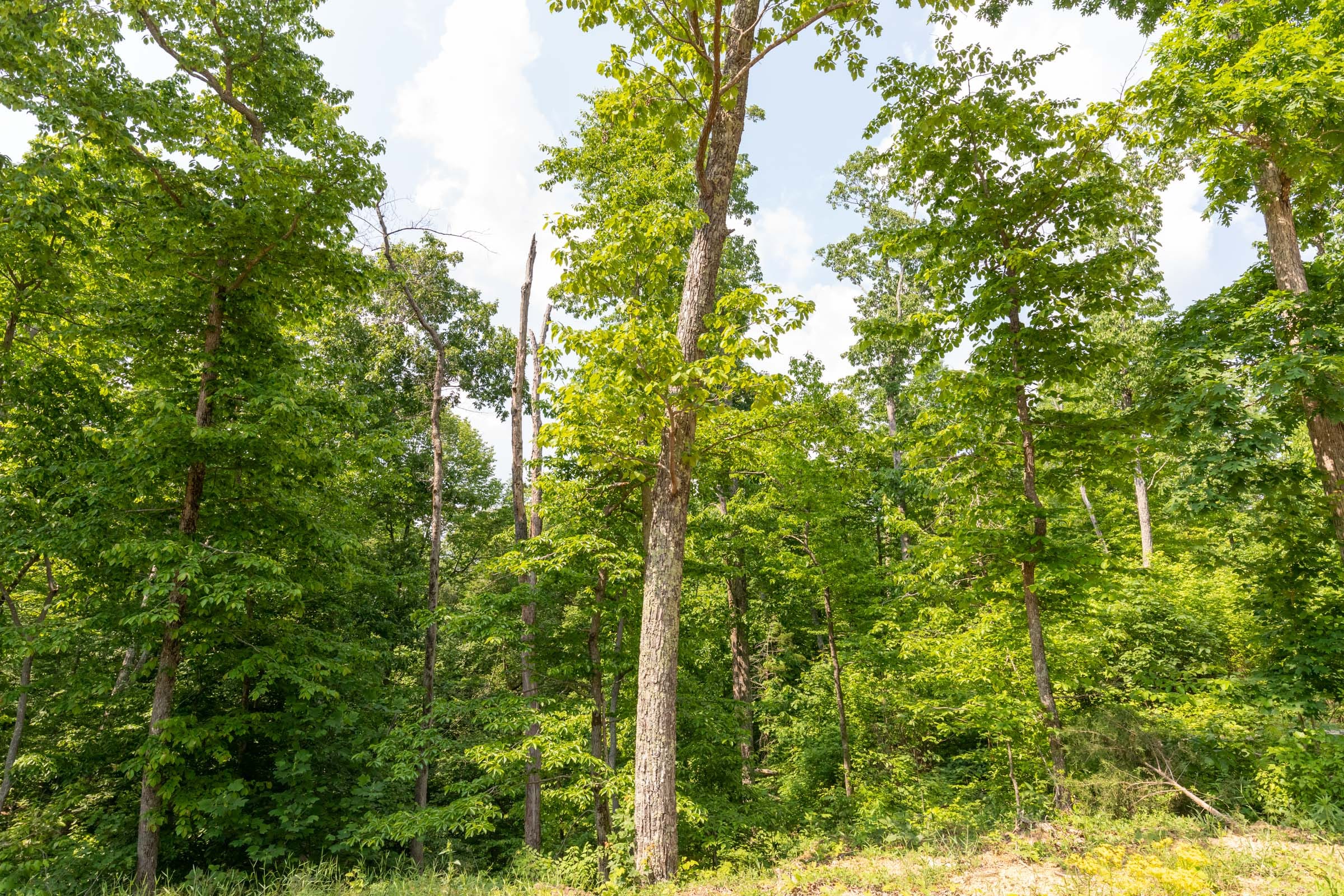 Cedar Creek Tract 60 photo 2