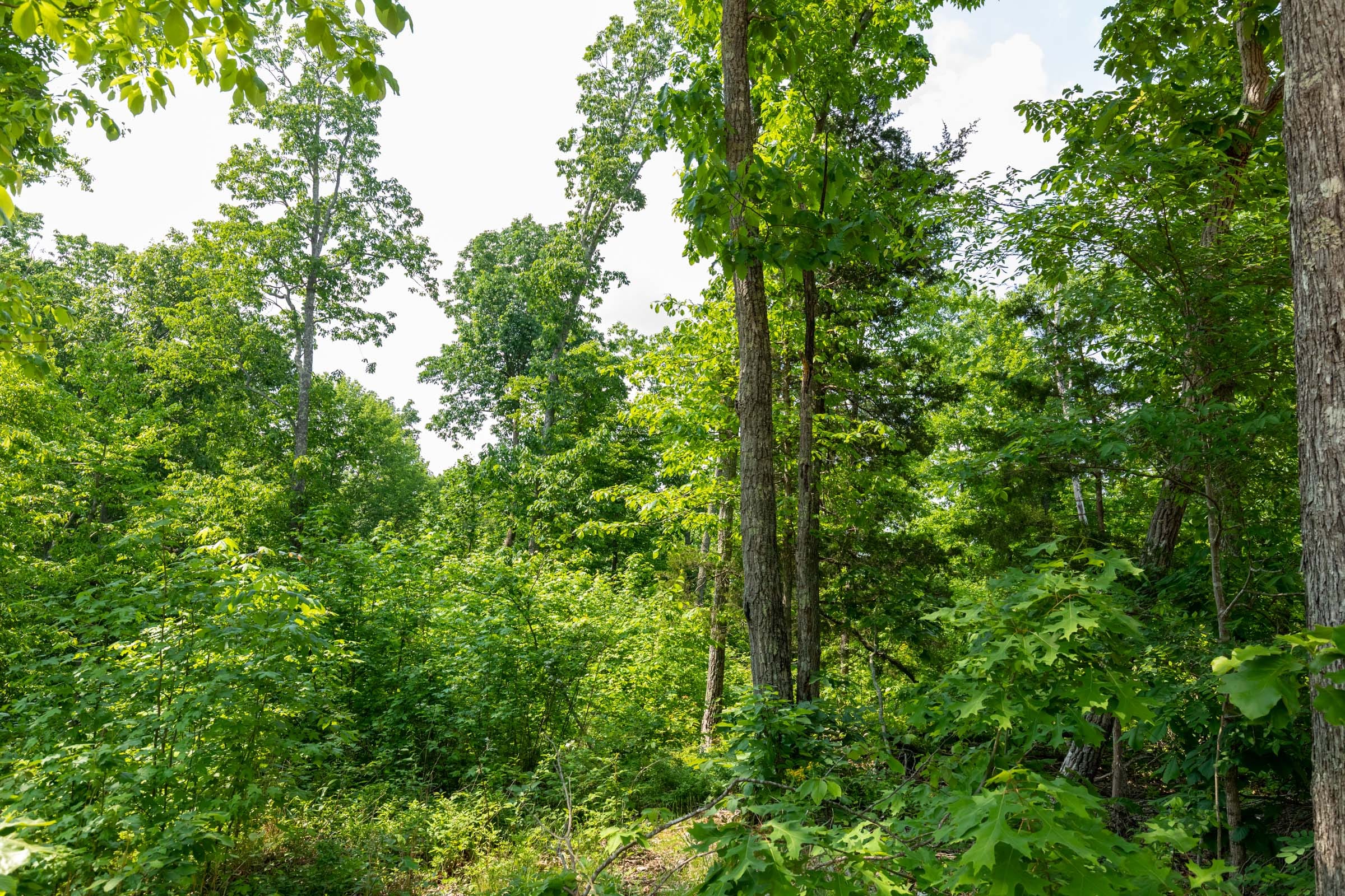 Cedar Creek Tract 60 photo 4