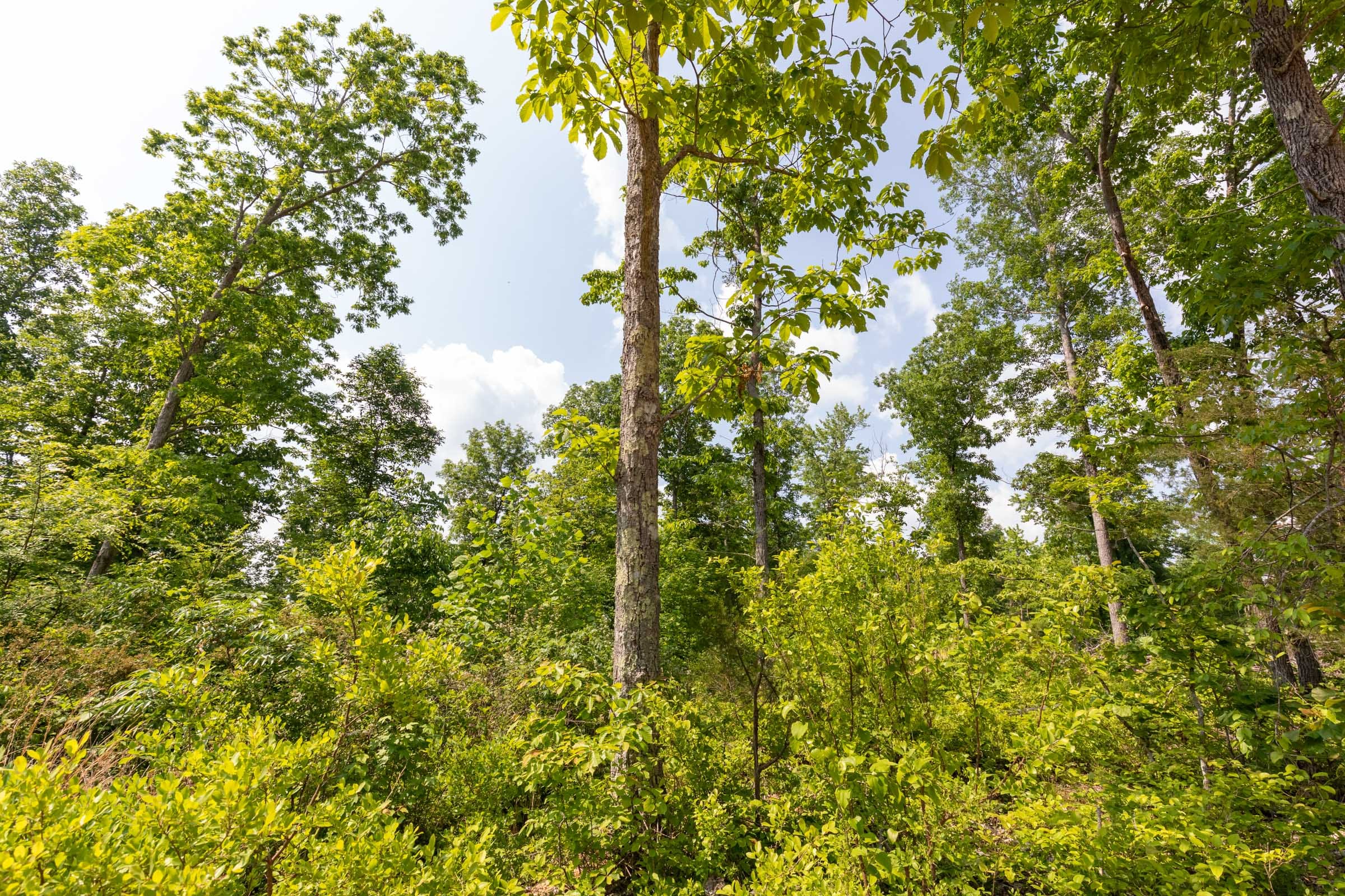 Cedar Creek Tract 60 photo 6