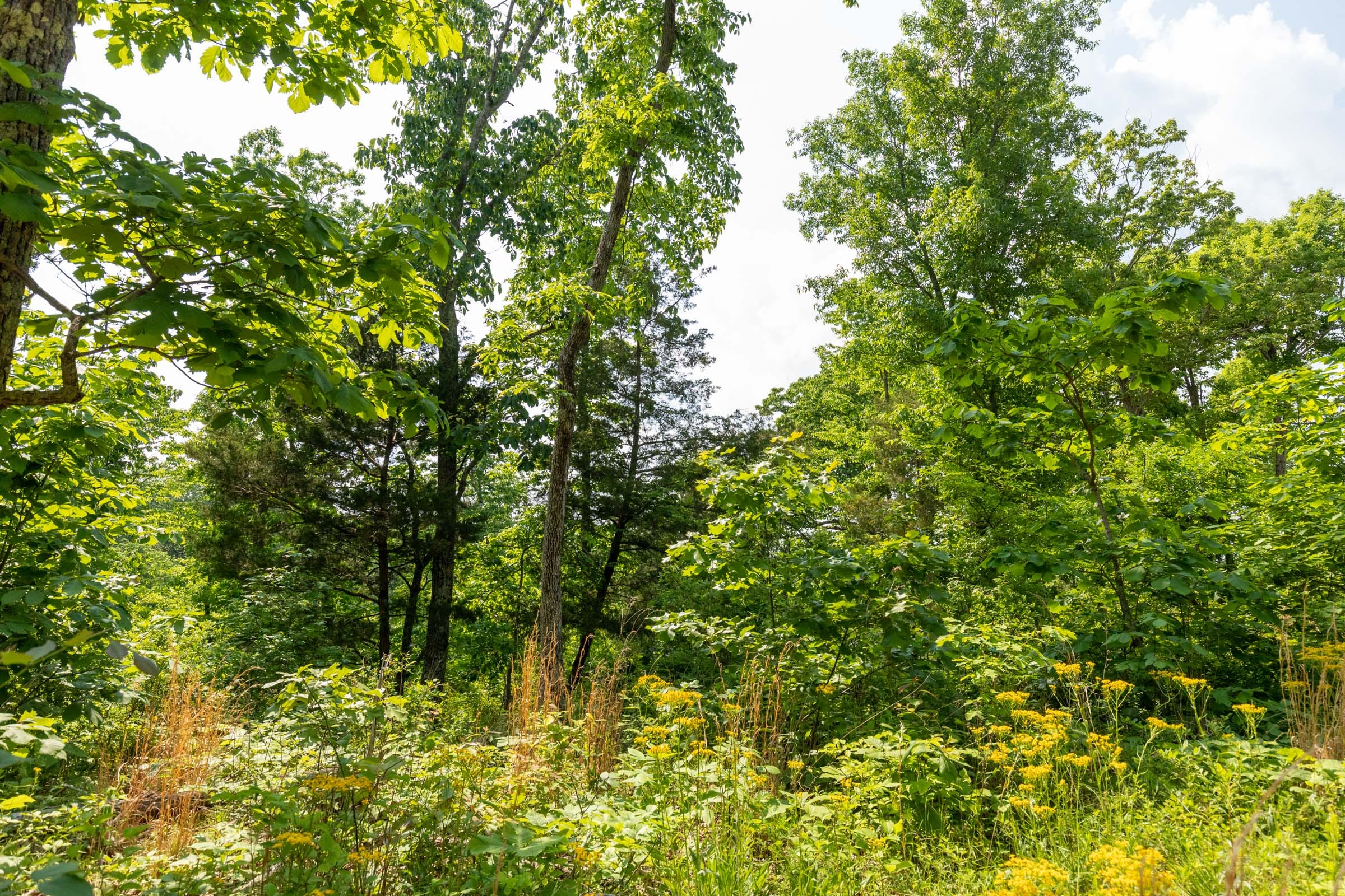 Cedar Creek Tract 60 photo 5