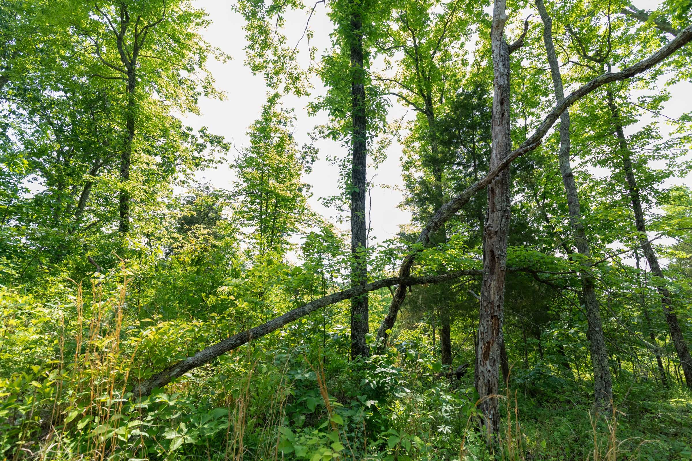Cedar Creek Tract 60 photo 8