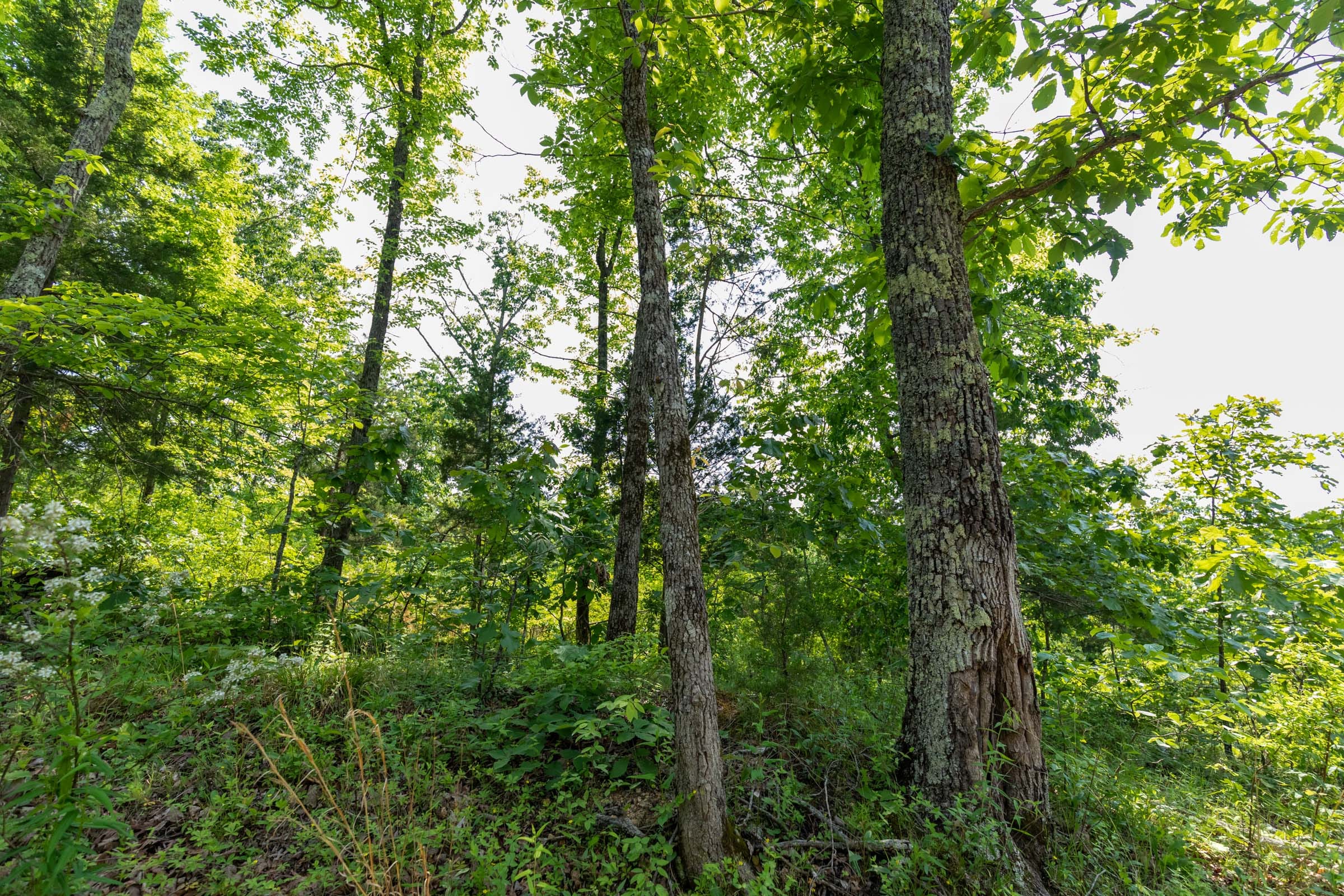 Cedar Creek Tract 60 photo 9