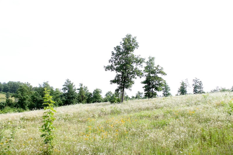 Green Mountain Ranch Tract 4 photo 4