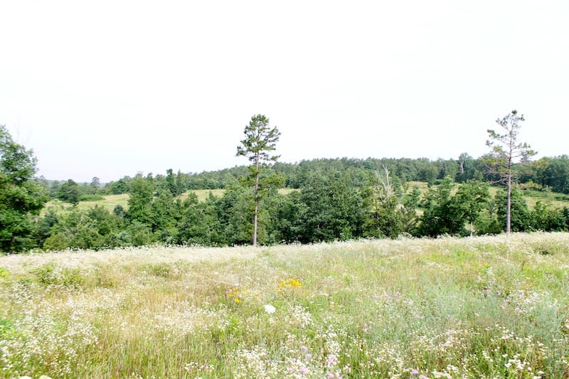 Green Mountain Ranch Tract 4 photo 6