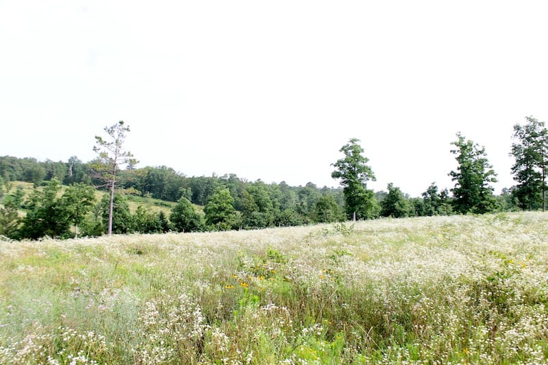 Green Mountain Ranch Tract 4 photo 7