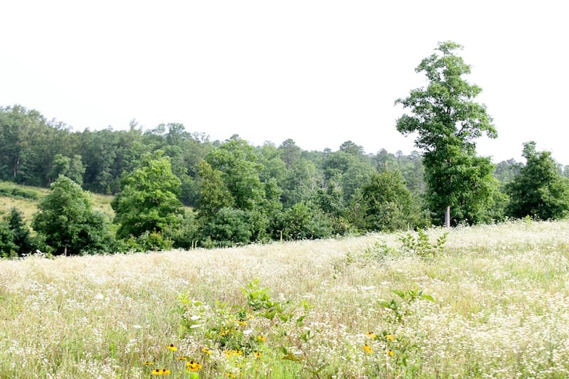 Green Mountain Ranch Tract 4 photo 9