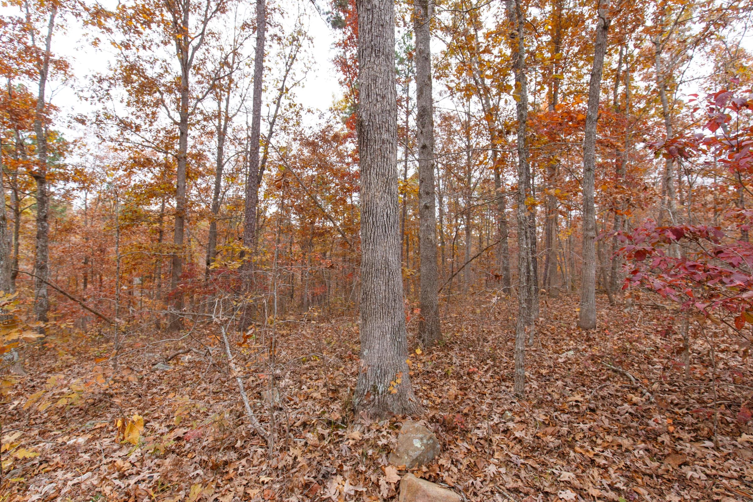 Hawkcrest Tract 50 photo 6