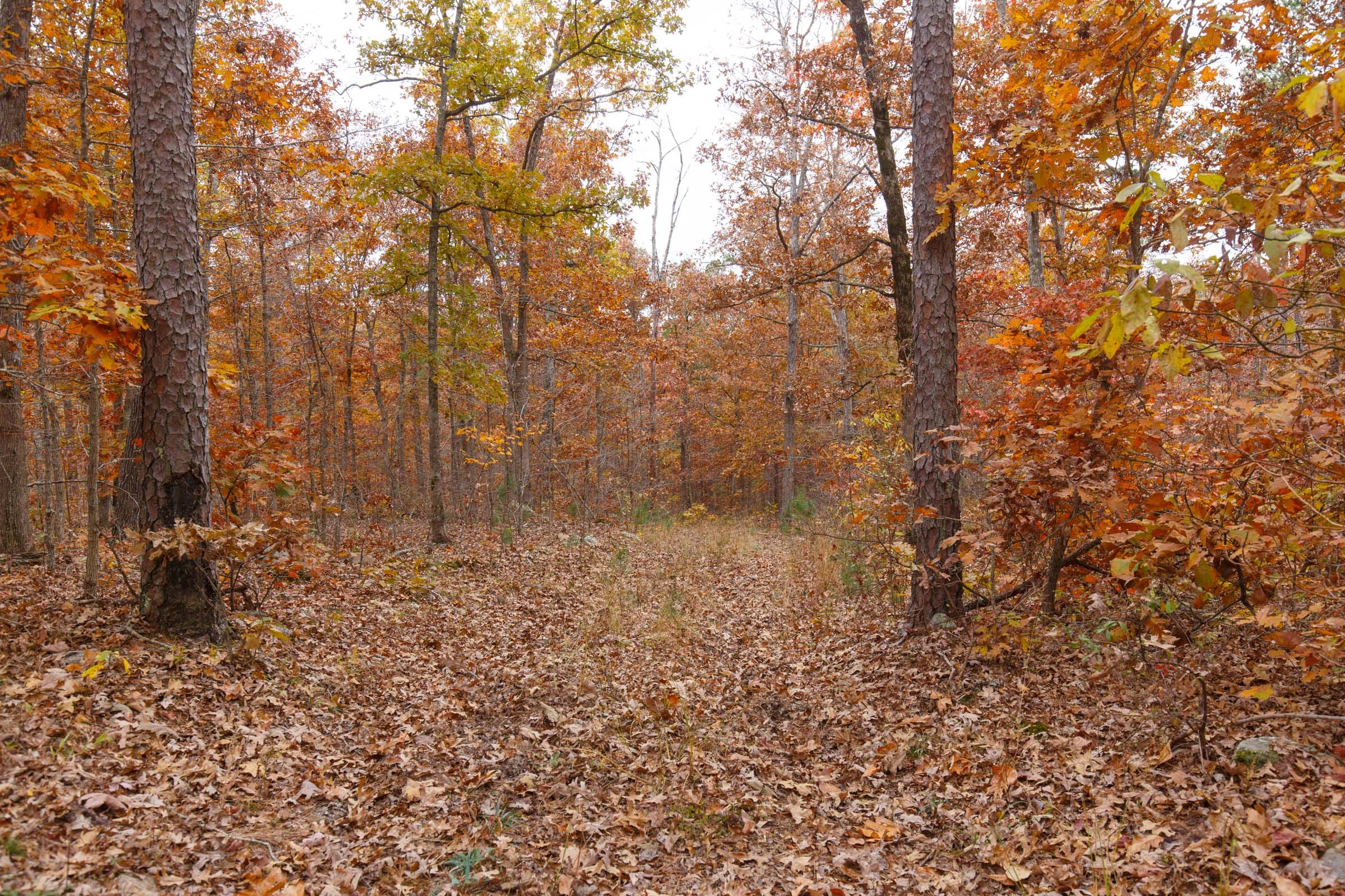 Hawkcrest Tract 50 photo 3