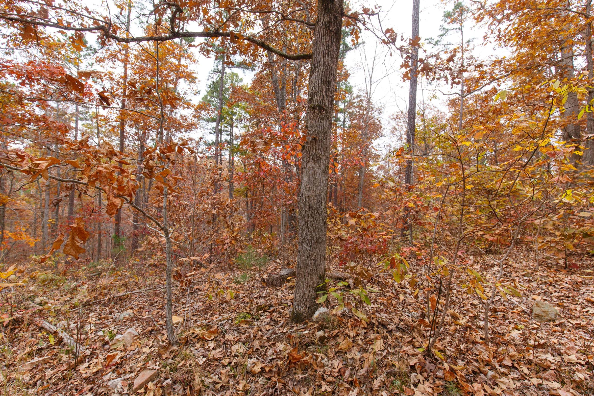 Hawkcrest Tract 50 photo 5