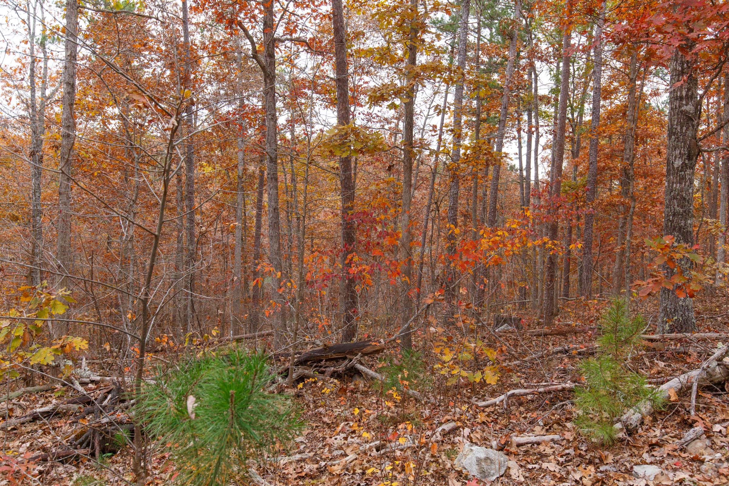 Hawkcrest Tract 50 photo 7