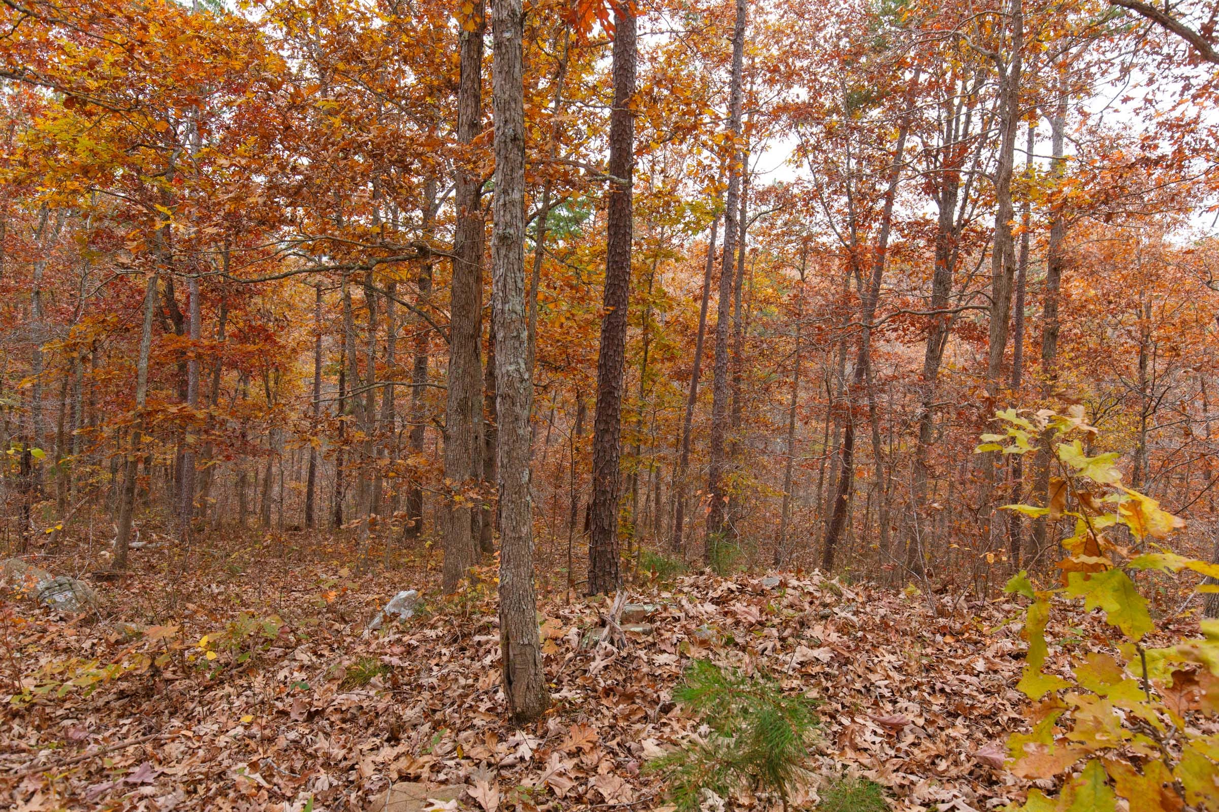 Hawkcrest Tract 50 photo 8
