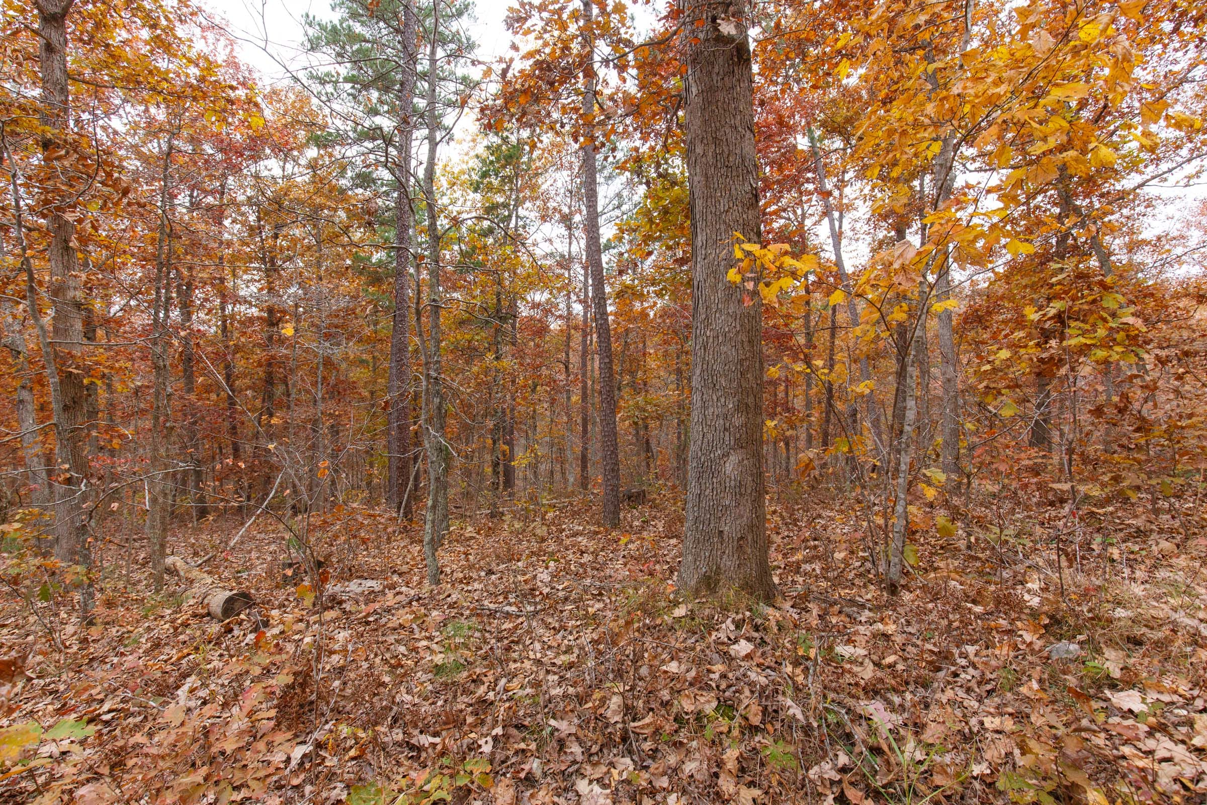 Hawkcrest Tract 50 photo 10