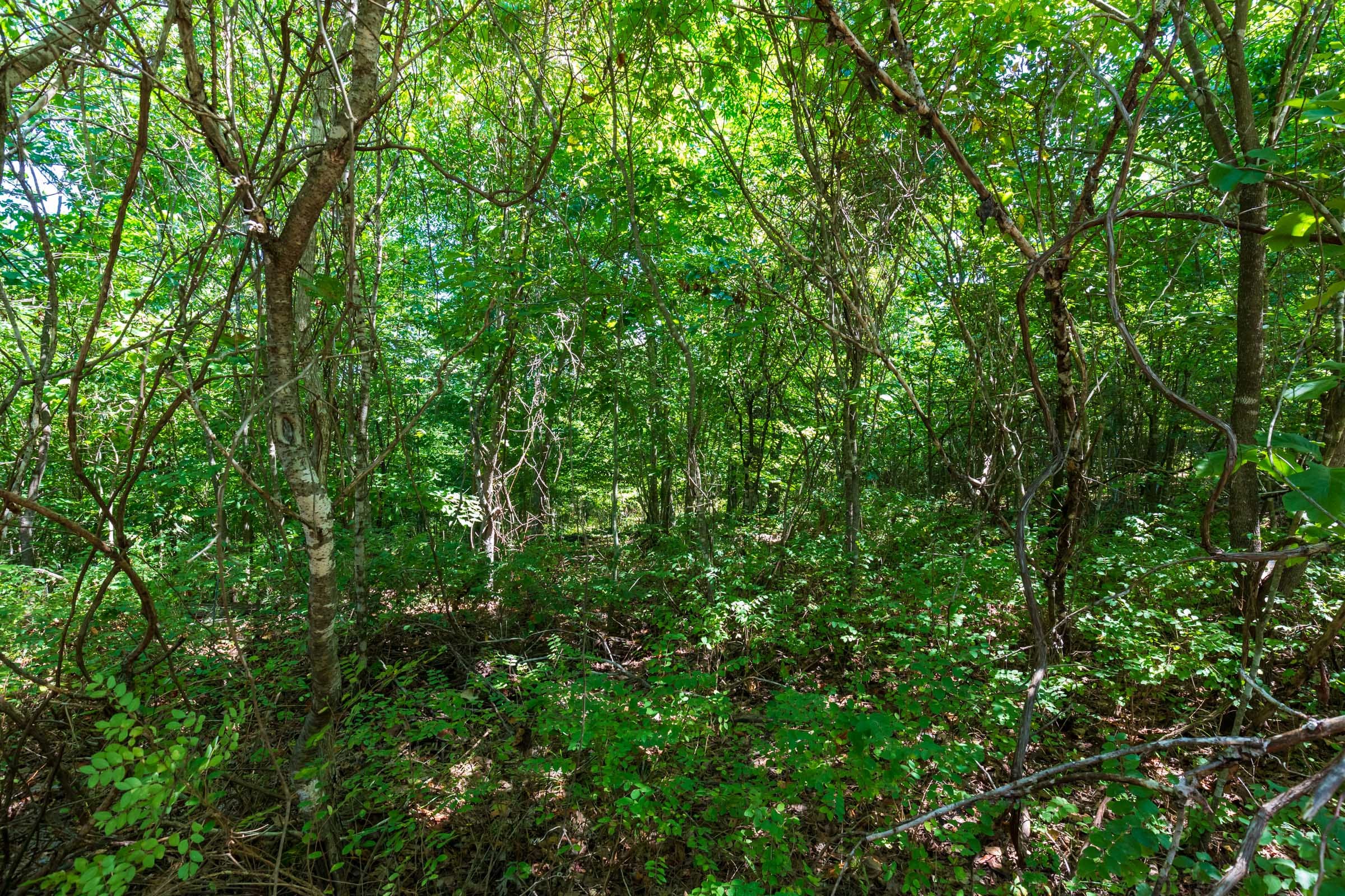 Cypress Ridge Tract 30 photo 16