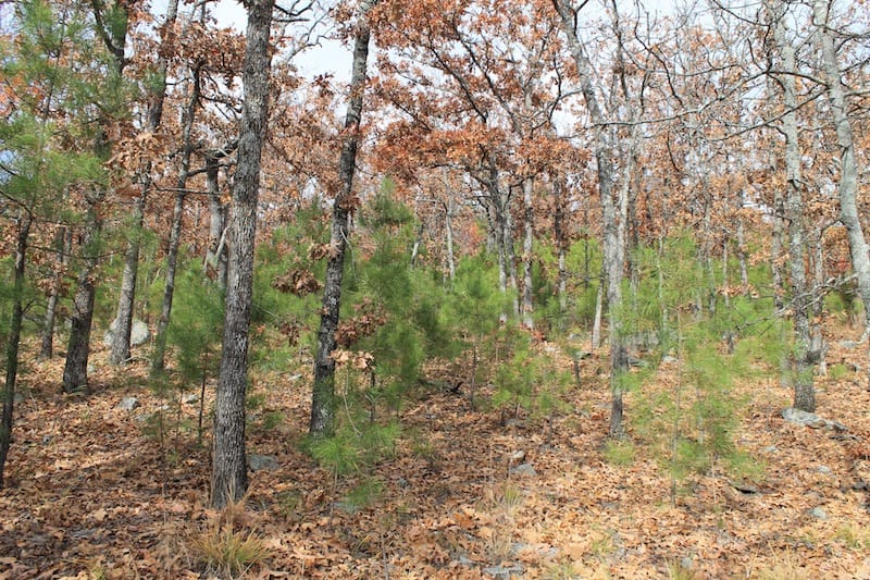 Indian Ridge – Phase I Tract 10 photo 8