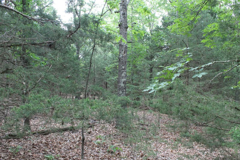 Cedar Ridge Ranch Tract 26 photo 3