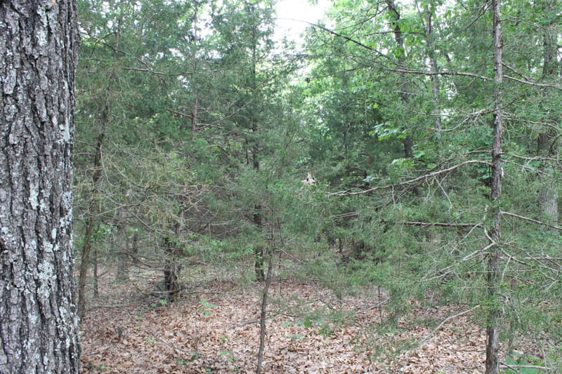 Cedar Ridge Ranch Tract 26 photo 4