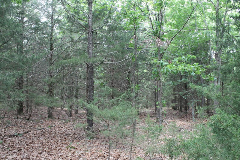Cedar Ridge Ranch Tract 26 photo 5