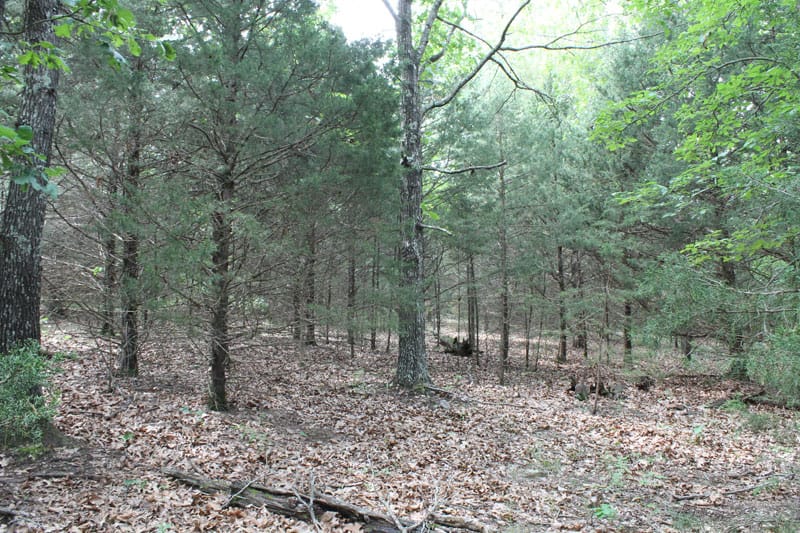 Cedar Ridge Ranch Tract 26 photo 6