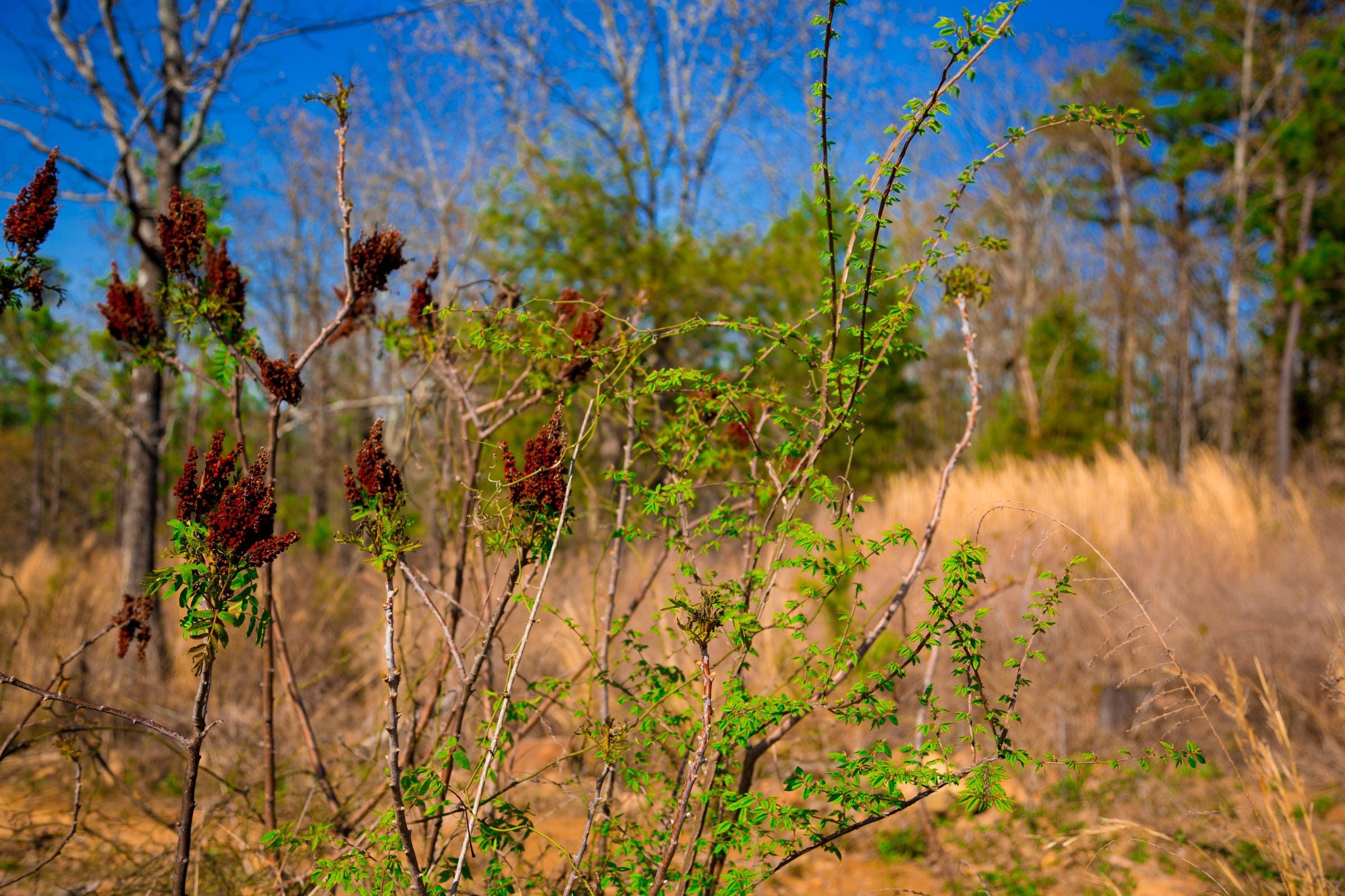 Stone Creek Phase II Tract 218 photo 10