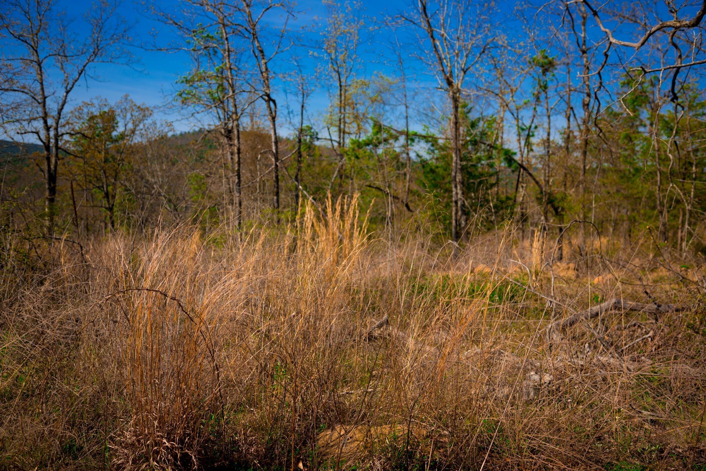Stone Creek Phase II Tract 218 photo 11