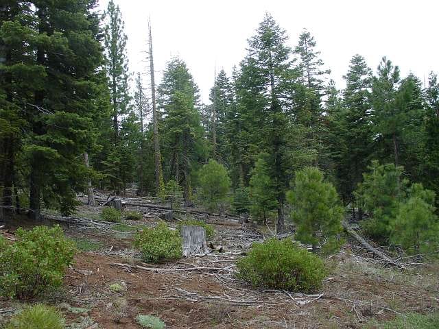 California Pines Tract 37 photo 4