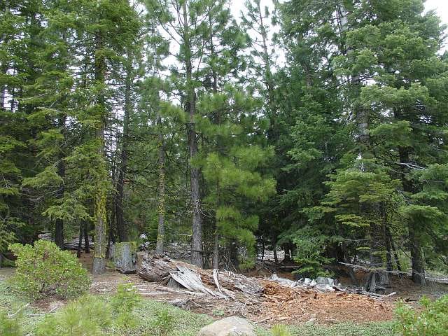 California Pines Tract 37 photo 5