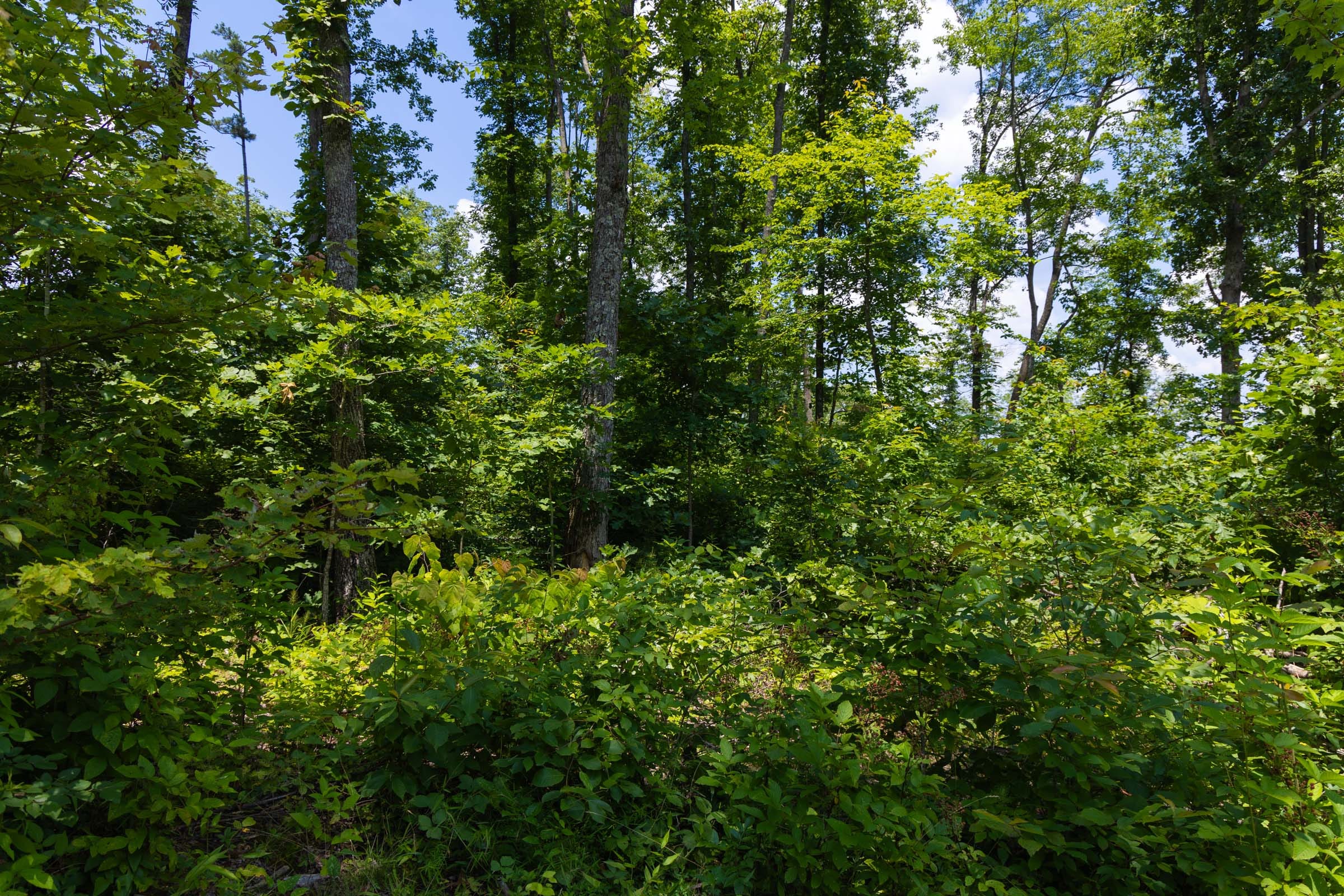 Creek Hollow Phase II Tract 55 photo 4