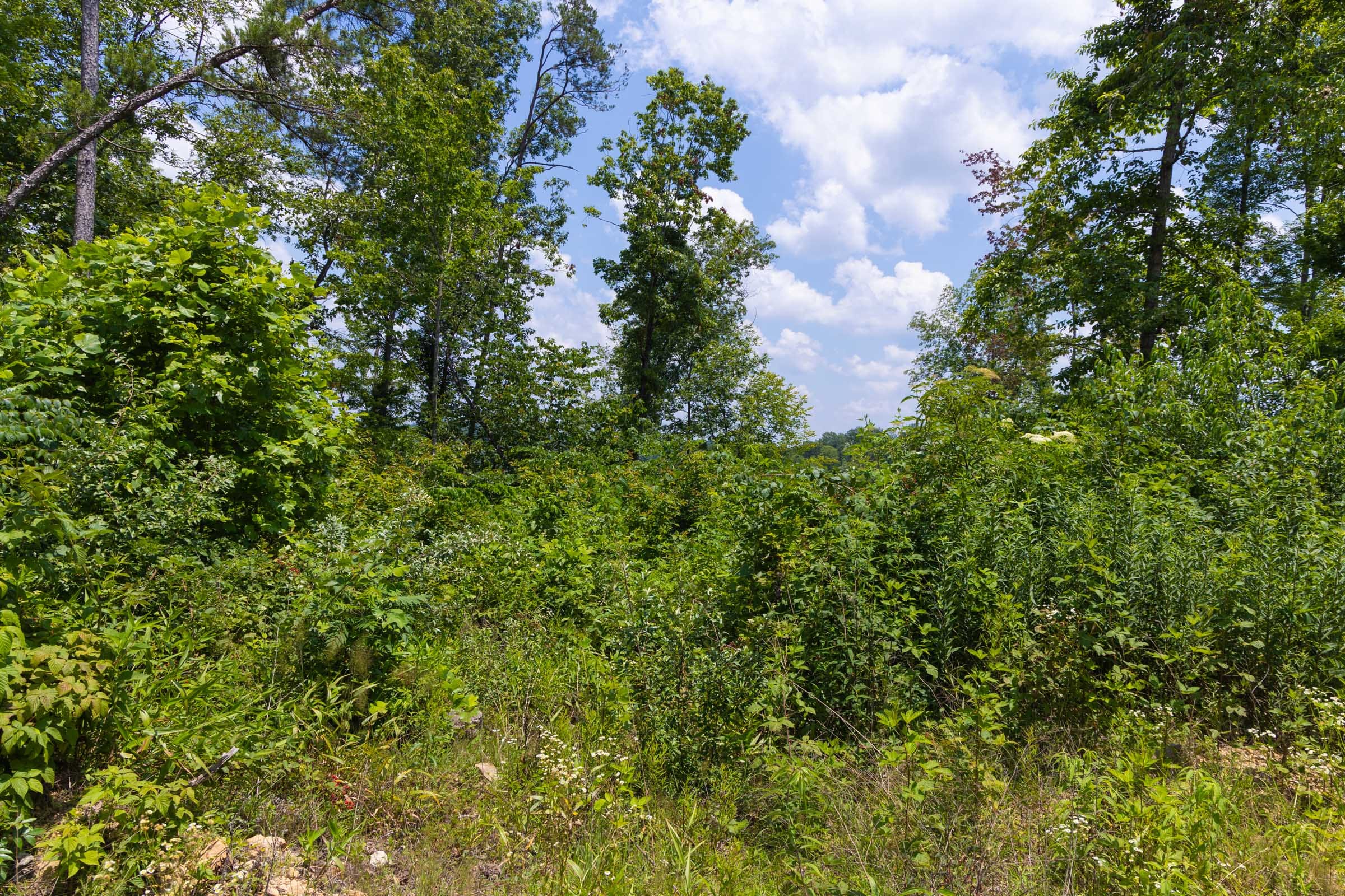 Creek Hollow Phase II Tract 55 photo 9