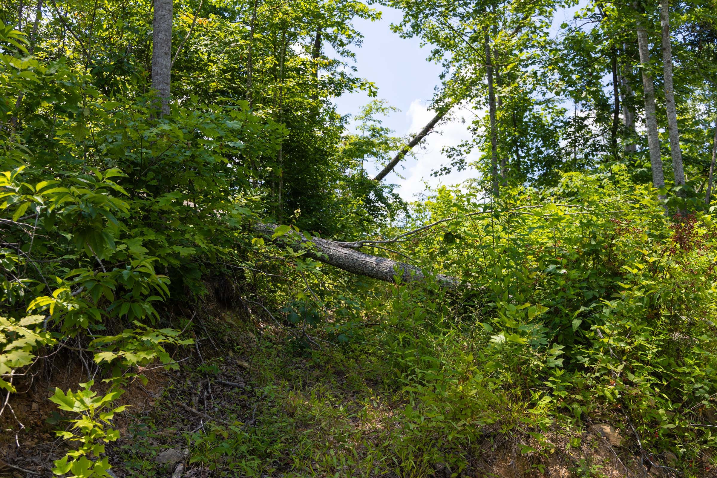 Creek Hollow Phase II Tract 55 photo 2