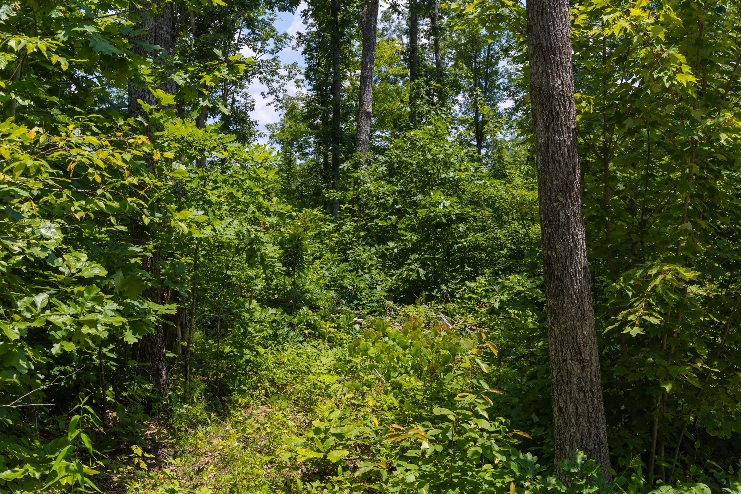 Creek Hollow Phase II Tract 55 photo 3