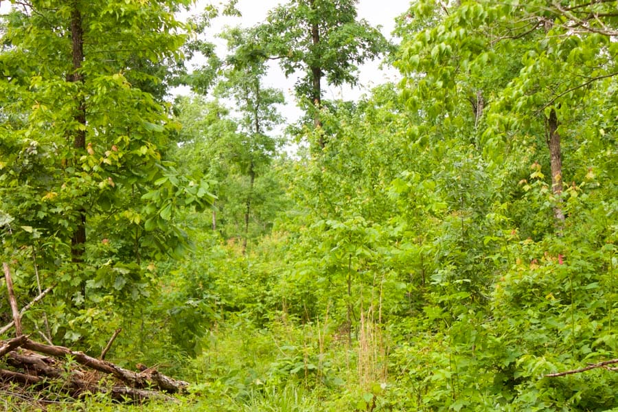 Thunder Mountain Ranch Tract 44 photo 2