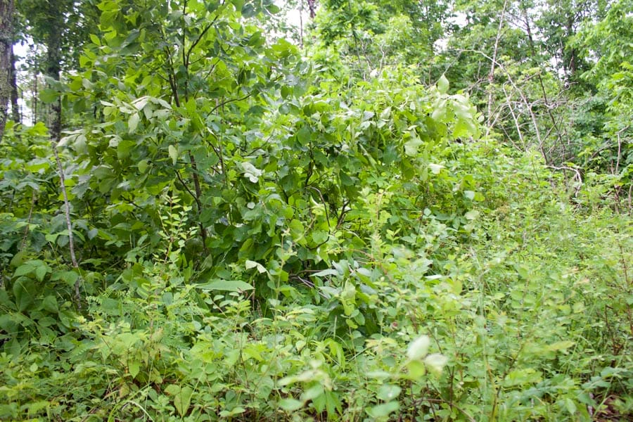 Thunder Mountain Ranch Tract 44 photo 3