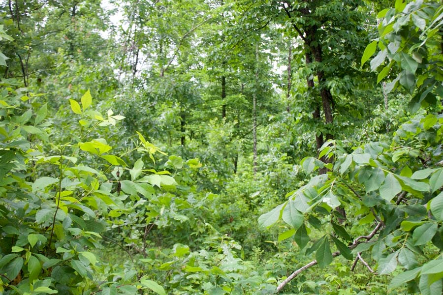Thunder Mountain Ranch Tract 44 photo 5