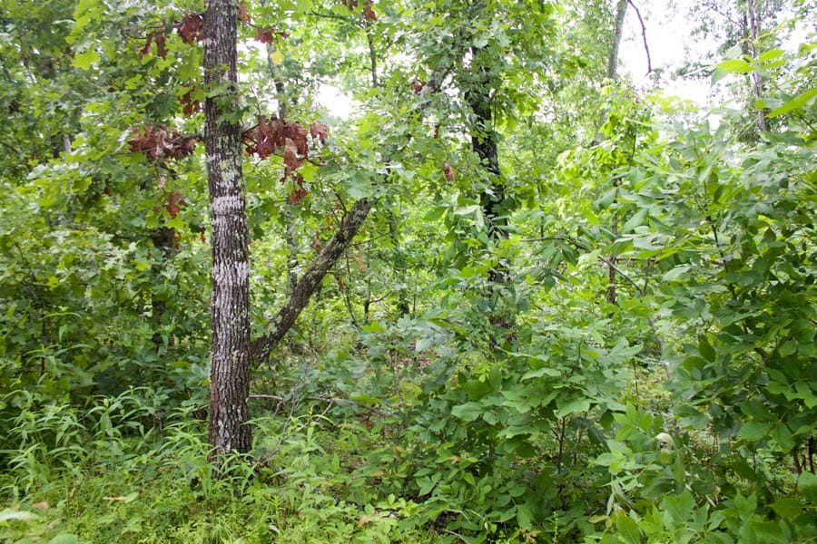 Thunder Mountain Ranch Tract 44 photo 6