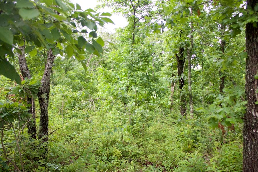 Thunder Mountain Ranch Tract 44 photo 10