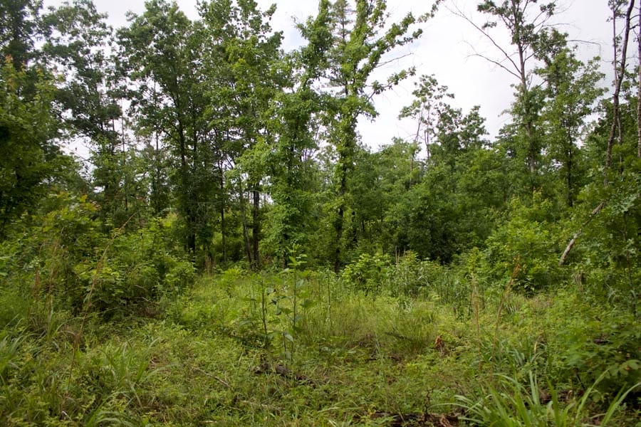 Thunder Mountain Ranch Tract 44 photo 11