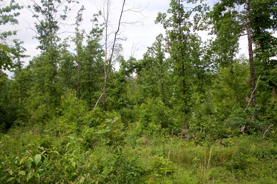 Thunder Mountain Ranch Tract 44 photo 1