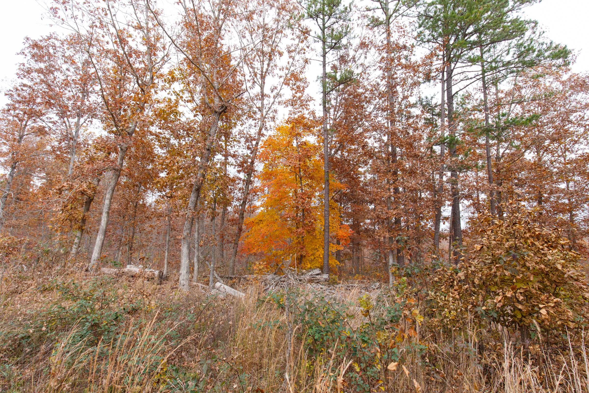 Hawkcrest Tract 8 photo 3