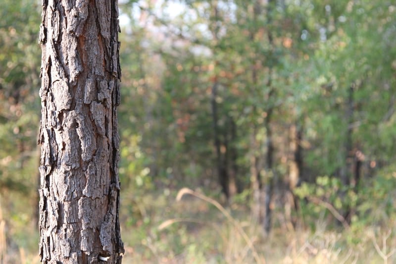 Lake View Ranch Tract 15 photo 5
