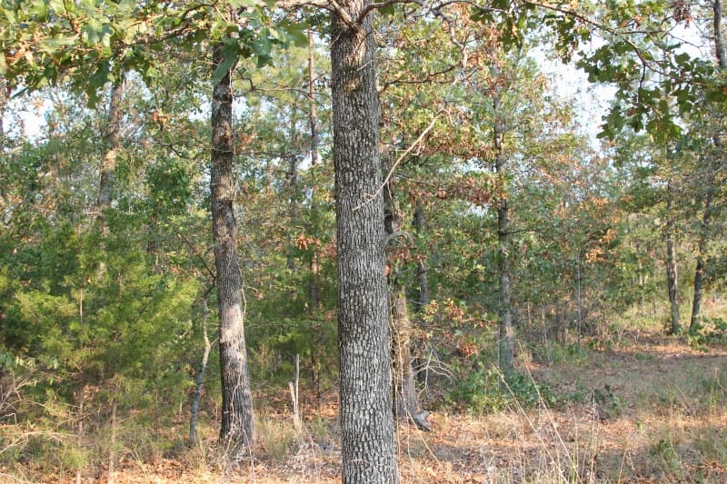 Lake View Ranch Tract 15 photo 6