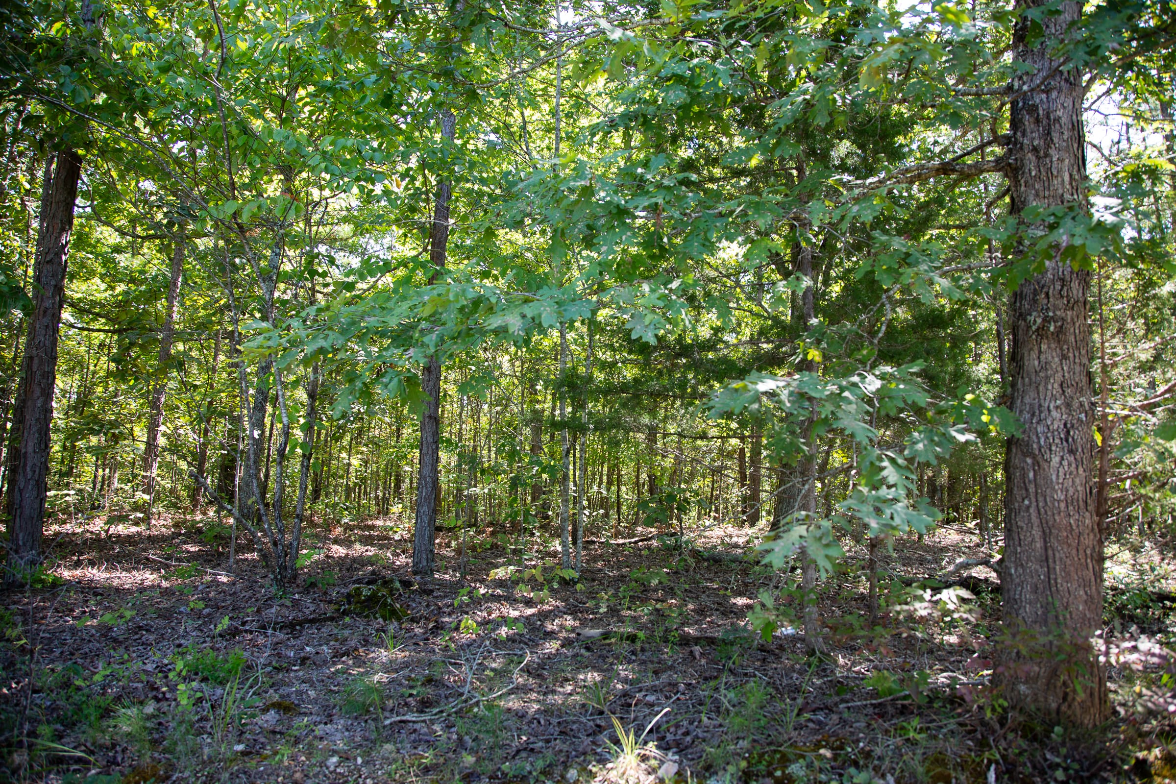 Borgmann’s Hollow Phase III Tract 86 photo 3