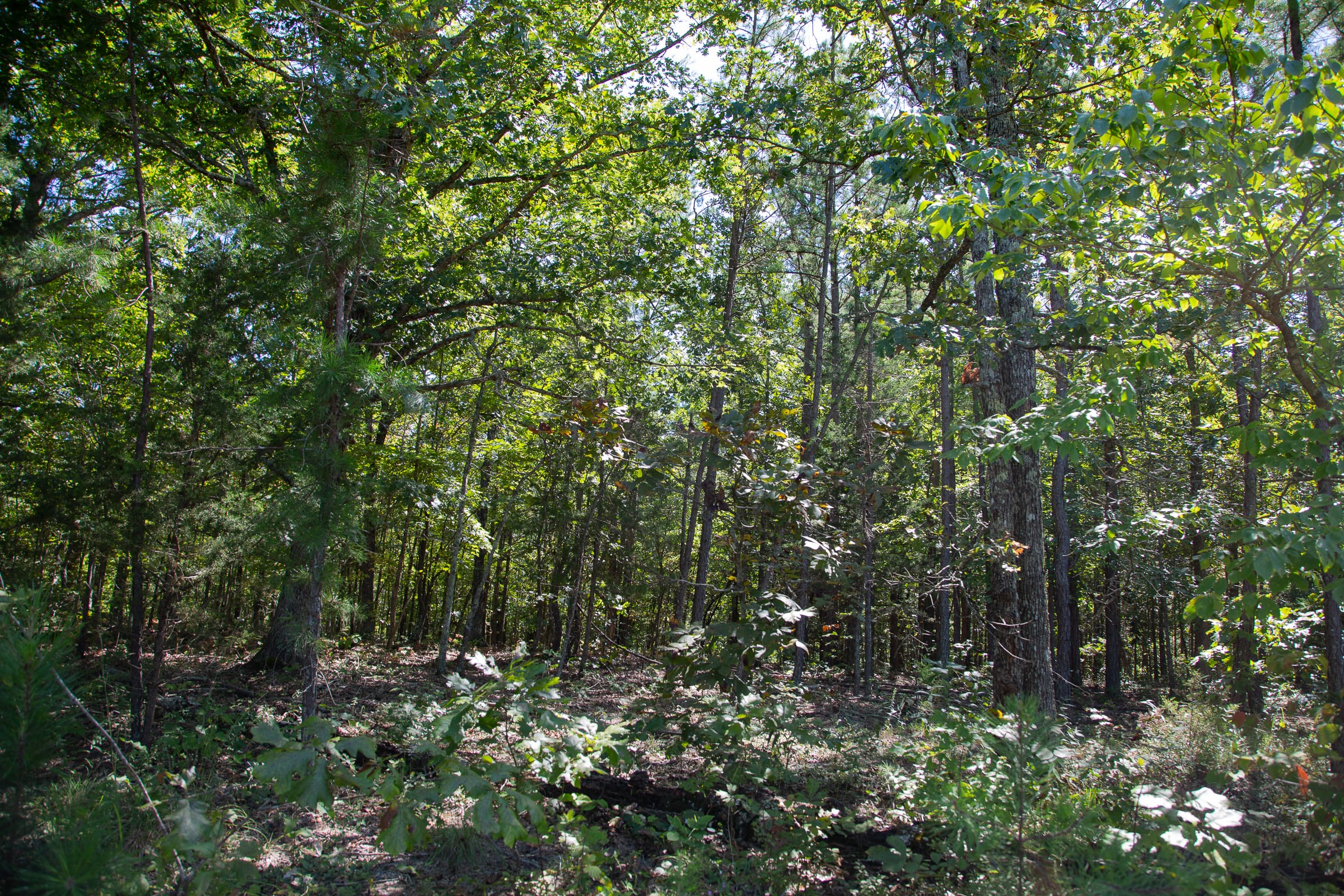 Borgmann’s Hollow Phase III Tract 86 photo 4