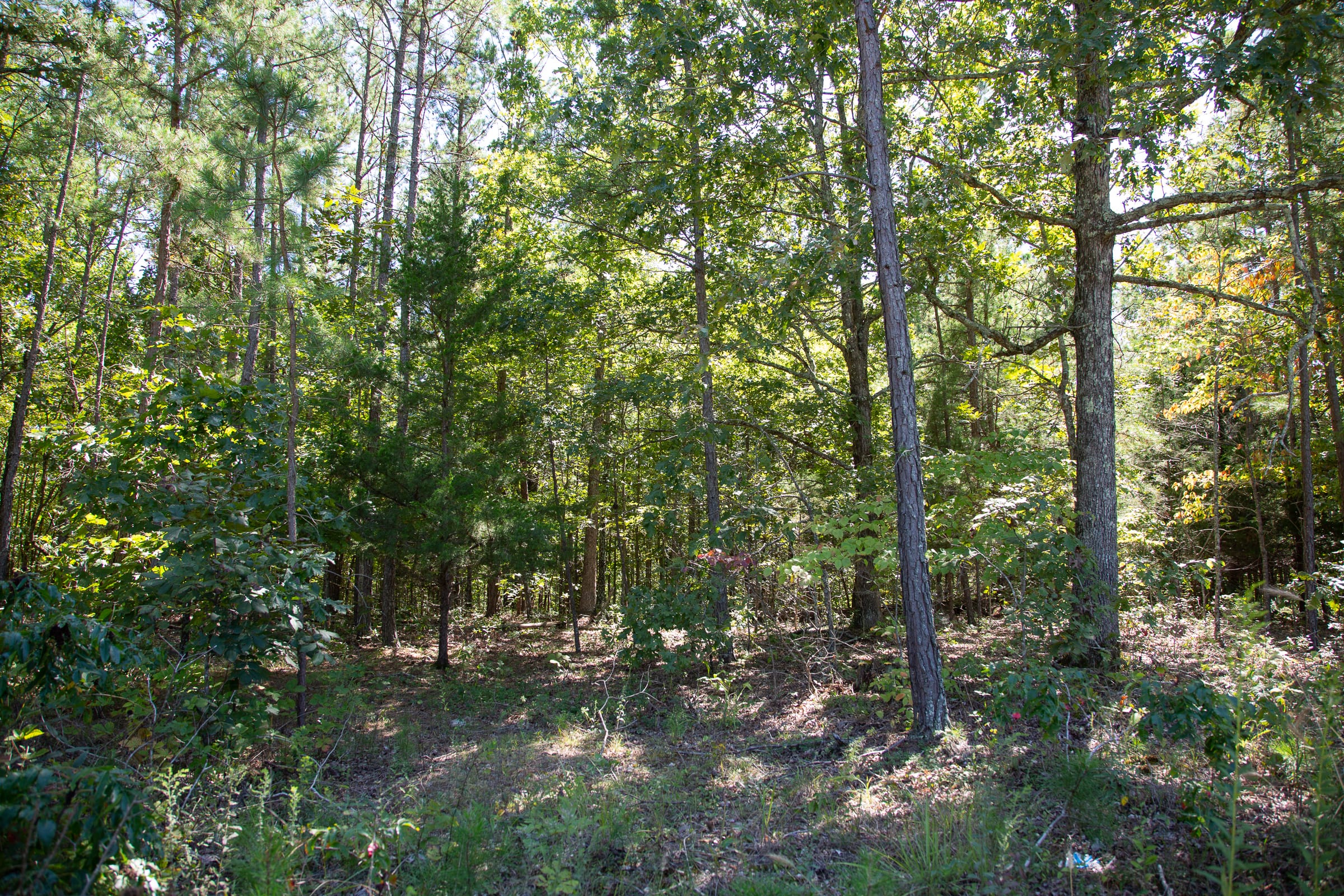 Borgmann’s Hollow Phase III Tract 86 photo 5