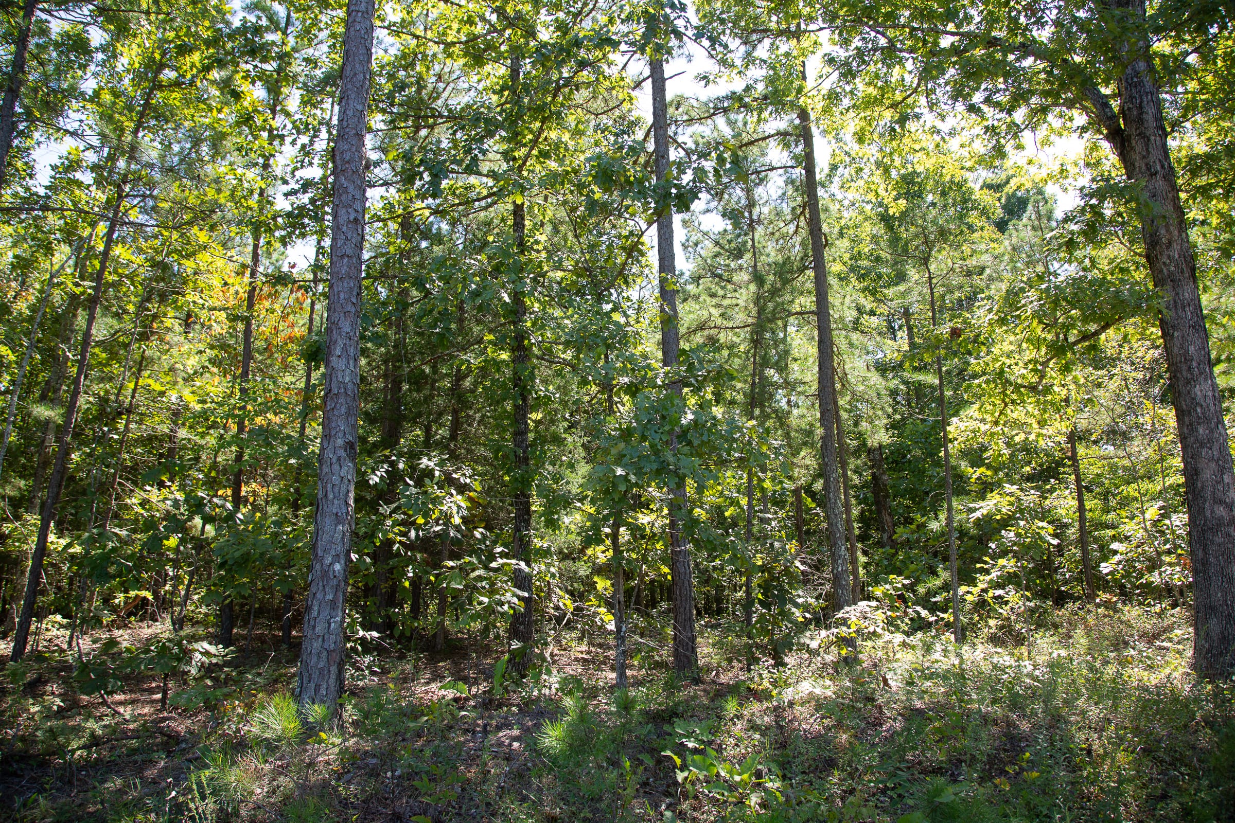 Borgmann’s Hollow Phase III Tract 86 photo 6